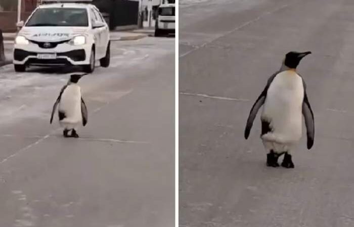 CON SEMEJANTE FRÍO POLAR, SE ENCONTRÓ UN PINGÜINO CAMINANDO