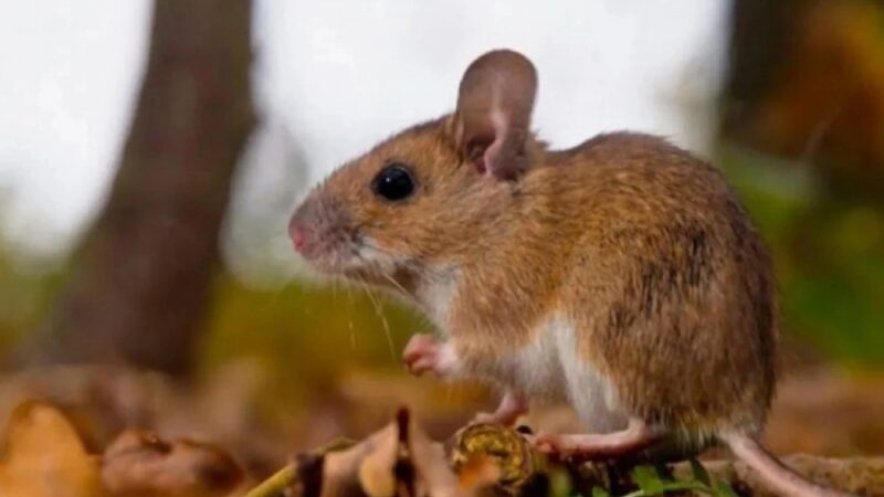 REITERAN RECOMENDACIONES A VIAJEROS PARA EVITAR EL HANTAVIRUS