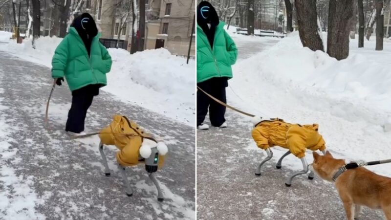 VIDEO: MOSCÚ, NIEVE Y UN ROBOT CON BUFANDA PASEANDO A SU «ROBOMASCOTA»