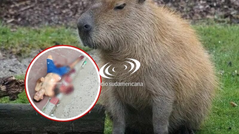 GOYA: UN CARPINCHO LE MORDIÓ EL BRAZO Y CASI MUERE DESANGRADO