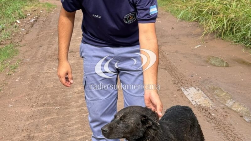 BOMBEROS RESCATARON A UN PERRO ATRAPADO EN UN CANAL RURAL