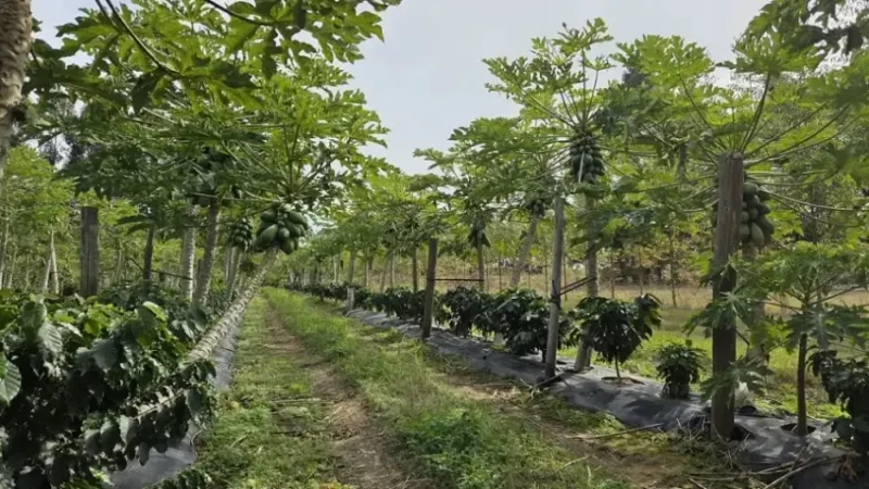 CORRIENTES PODRÍA TENER SU PRIMERA PRODUCCIÓN DE CAFÉ PARA 2027