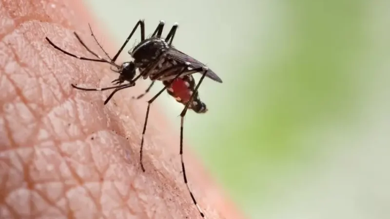 ALERTA POR EL DENGUE: SE NOTIFICARON 77 NUEVOS CASOS SOSPECHOSOS