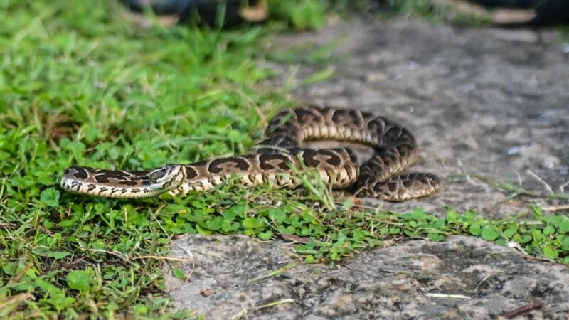 APARECIÓ UNA YARARÁ Y RESCATARON UN TATÚ MULITA EN PLENA COSTANERA